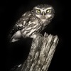 Sycek obecny - Athene noctua - Little Owl 3954bwc